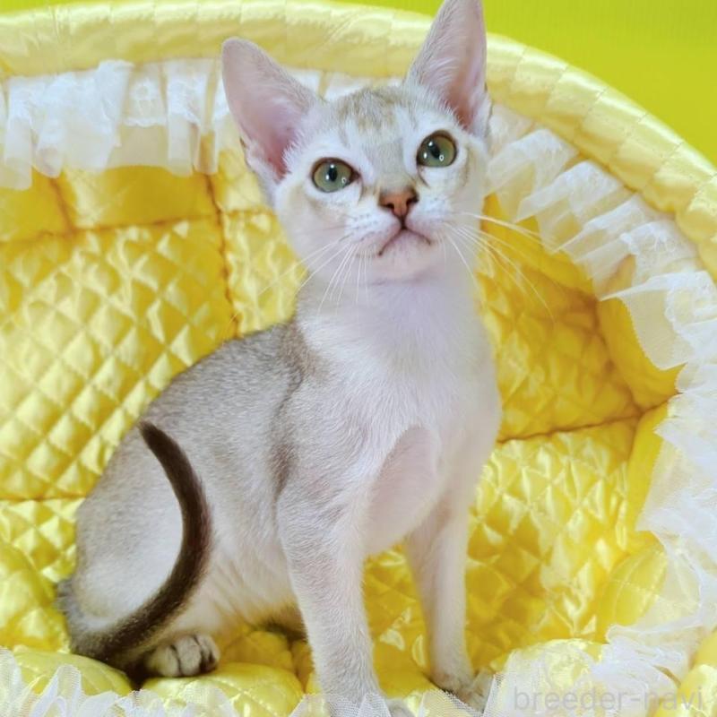 販売中の埼玉県のシンガプーラ-133070の4枚目