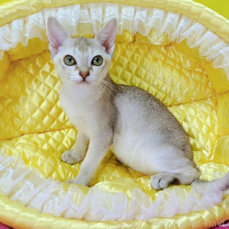 販売中の埼玉県のシンガプーラ-133070の3枚目