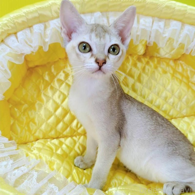 販売中の埼玉県のシンガプーラ-133070の2枚目