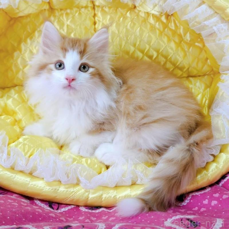 販売中の埼玉県のノルウェージャンフォレストキャット-133071の1枚目