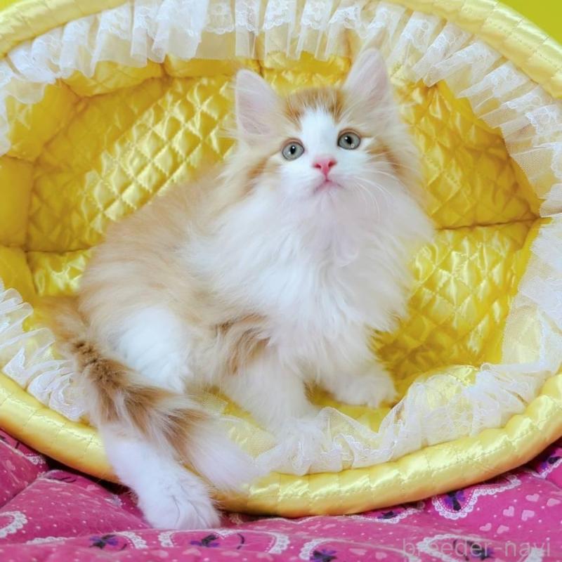 販売中の埼玉県のノルウェージャンフォレストキャット-133071の5枚目