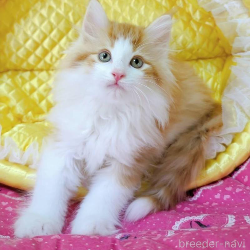 販売中の埼玉県のノルウェージャンフォレストキャット-133071の4枚目