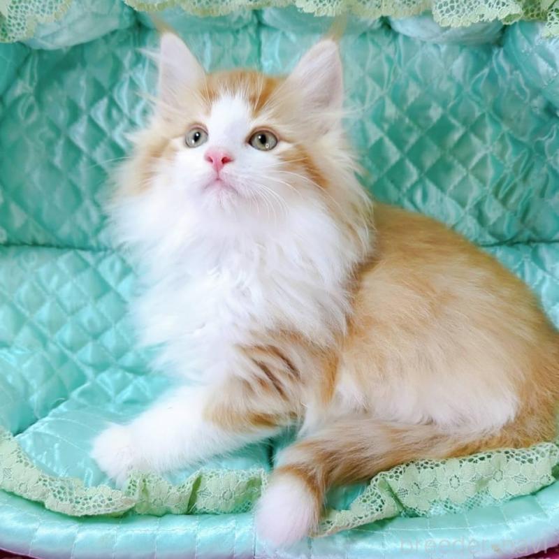 販売中の埼玉県のノルウェージャンフォレストキャット-133071の3枚目