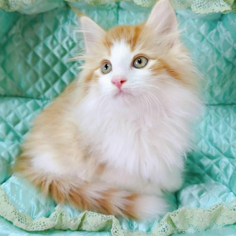 販売中の埼玉県のノルウェージャンフォレストキャット-133071の2枚目