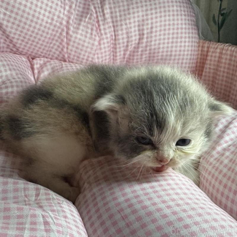 販売中の愛知県のマンチカン-133072の8枚目