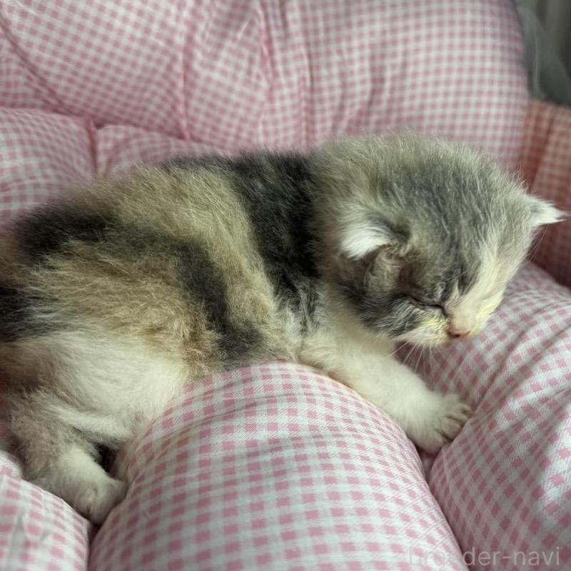 販売中の愛知県のマンチカン-133072の7枚目