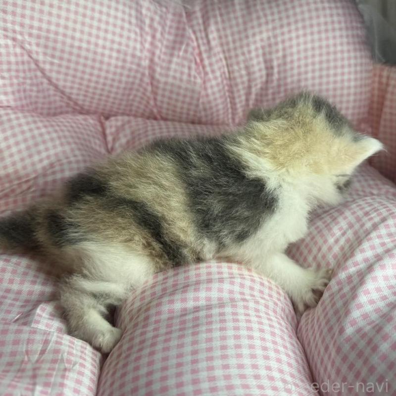 販売中の愛知県のマンチカン-133072の6枚目