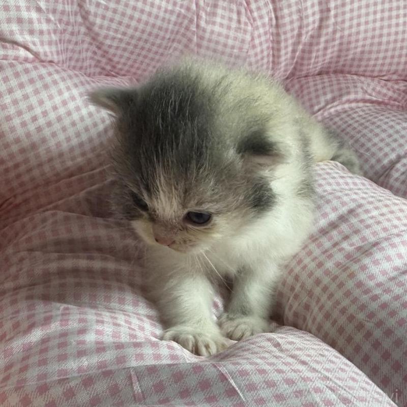 販売中の愛知県のマンチカン-133072の5枚目