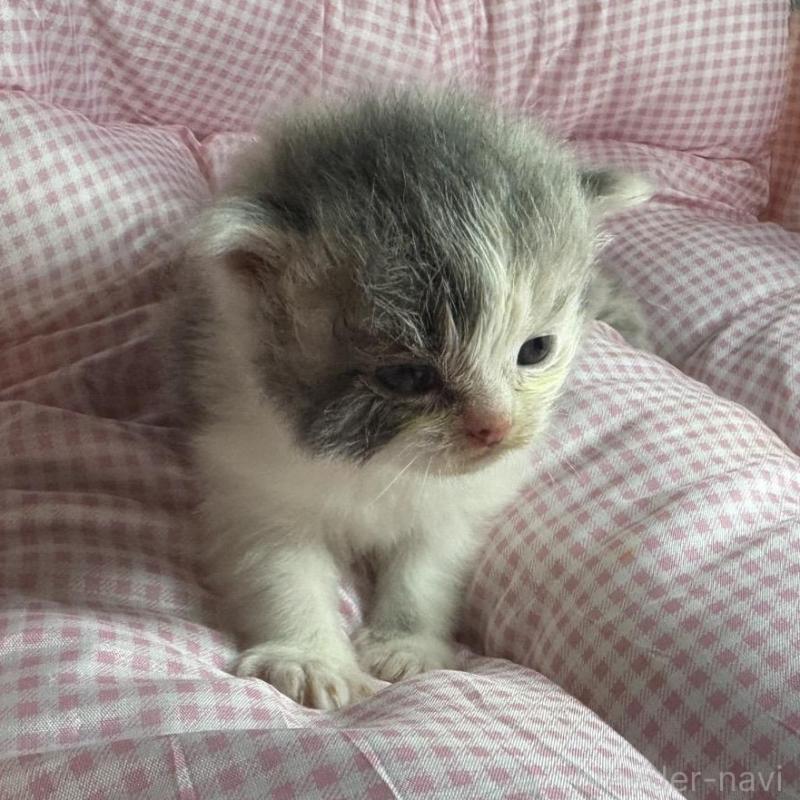 販売中の愛知県のマンチカン-133072の4枚目