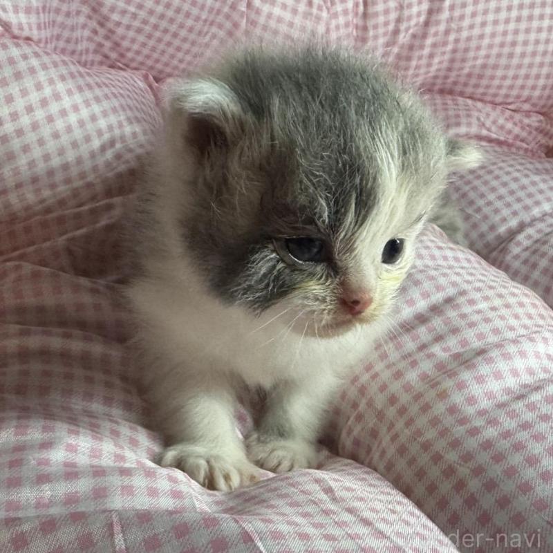 販売中の愛知県のマンチカン-133072の3枚目