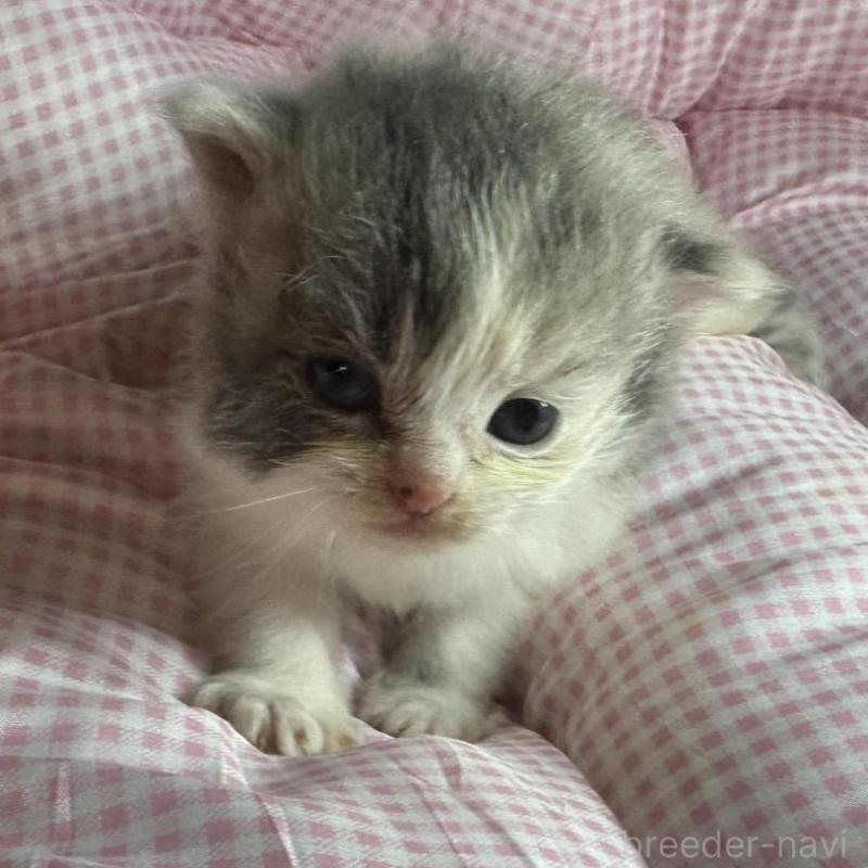 販売中の愛知県のマンチカン-133072の1枚目