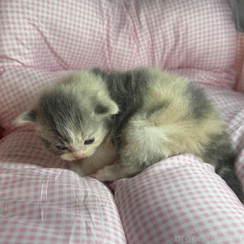 販売中の愛知県のマンチカン-133072の2枚目