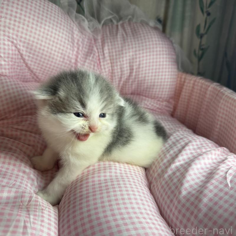 販売中の愛知県のマンチカン-133073の8枚目