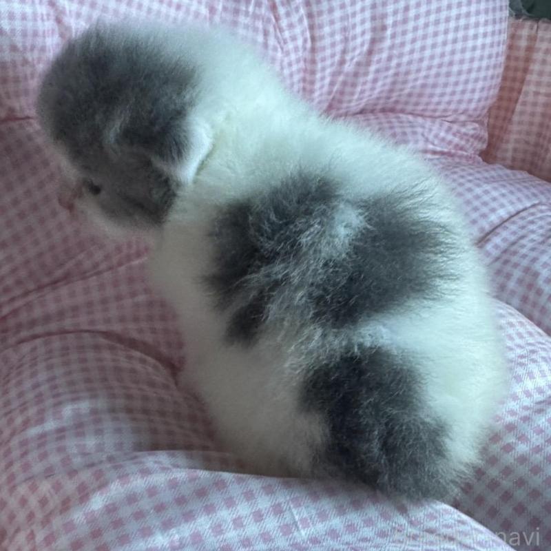 販売中の愛知県のマンチカン-133073の7枚目