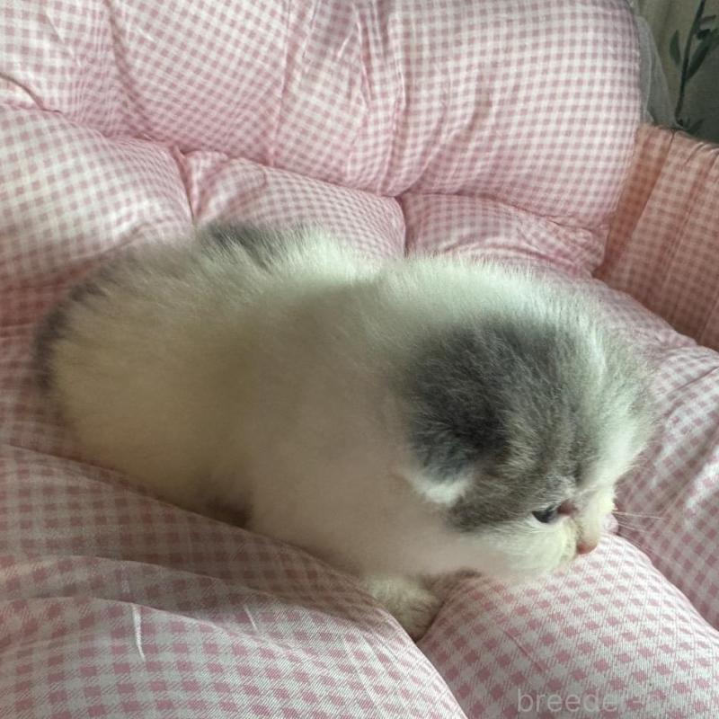 販売中の愛知県のマンチカン-133073の6枚目