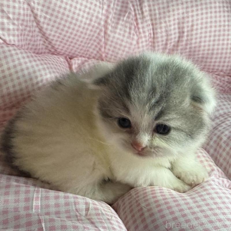 販売中の愛知県のマンチカン-133073の5枚目