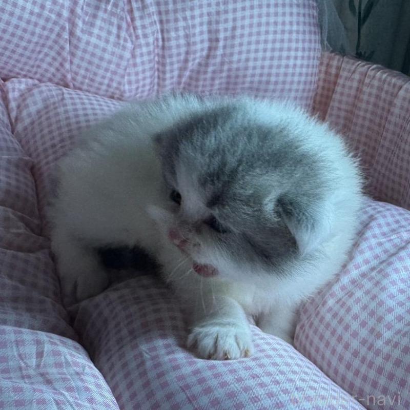 販売中の愛知県のマンチカン-133073の4枚目