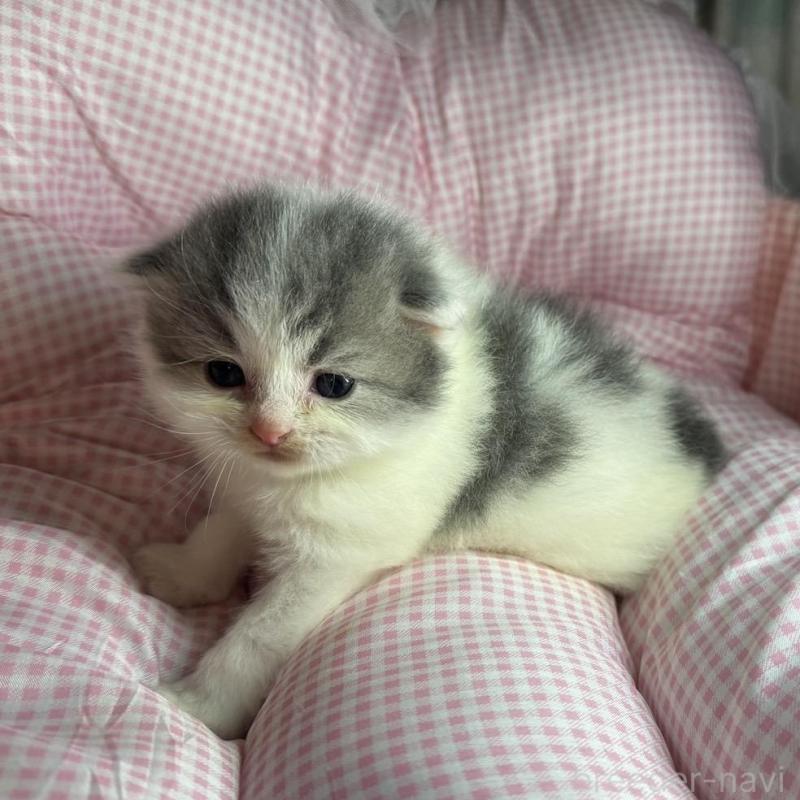 販売中の愛知県のマンチカン-133073