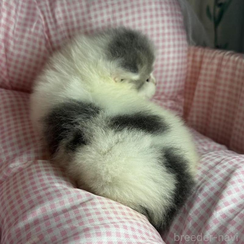 販売中の愛知県のマンチカン-133073の3枚目