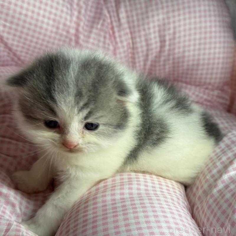 販売中の愛知県のマンチカン-133073の2枚目