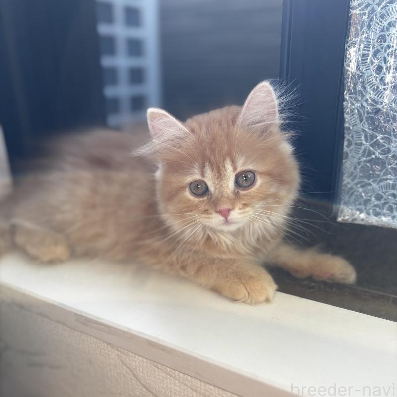 商談中の埼玉県のマンチカン-128136の2枚目