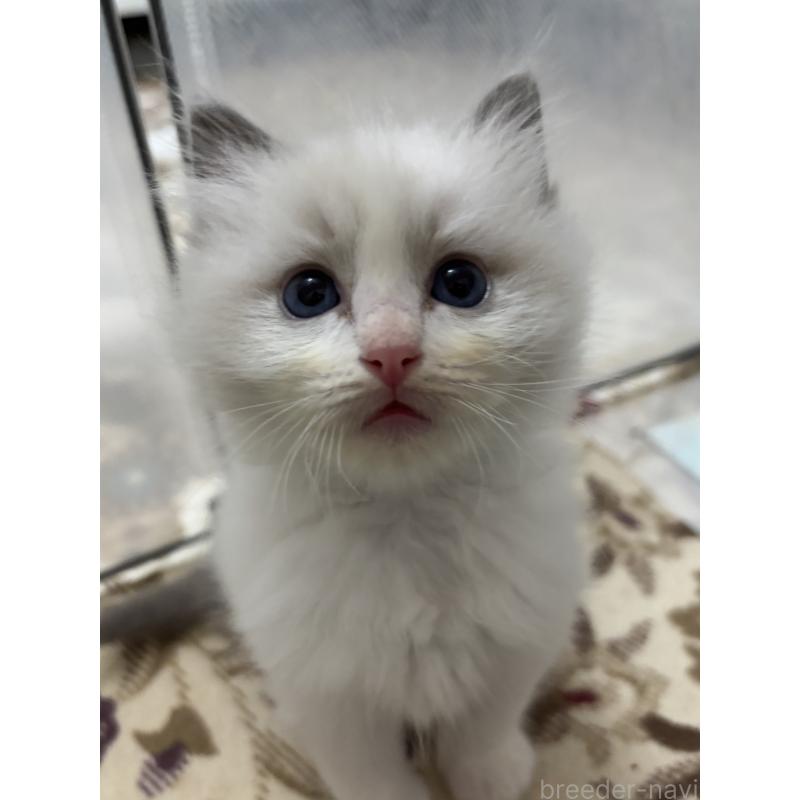 販売中の兵庫県のラグドール-133074の3枚目