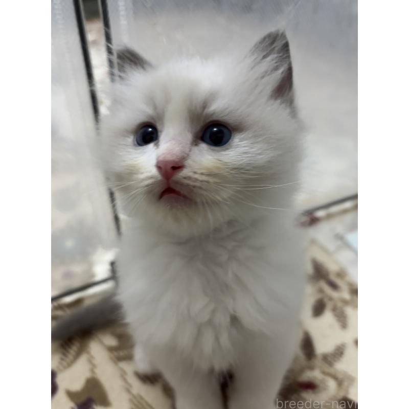 販売中の兵庫県のラグドール-133074の2枚目