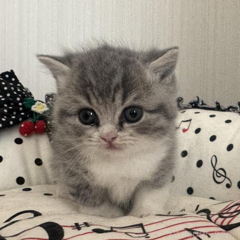 販売中の香川県のマンチカン(短足)-133075の6枚目