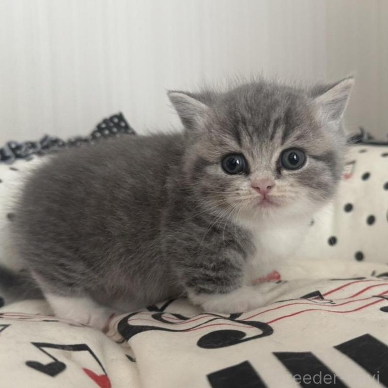 販売中の香川県のマンチカン(短足)-133075の5枚目