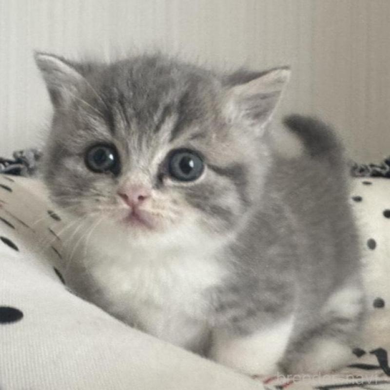 販売中の香川県のマンチカン(短足)-133075