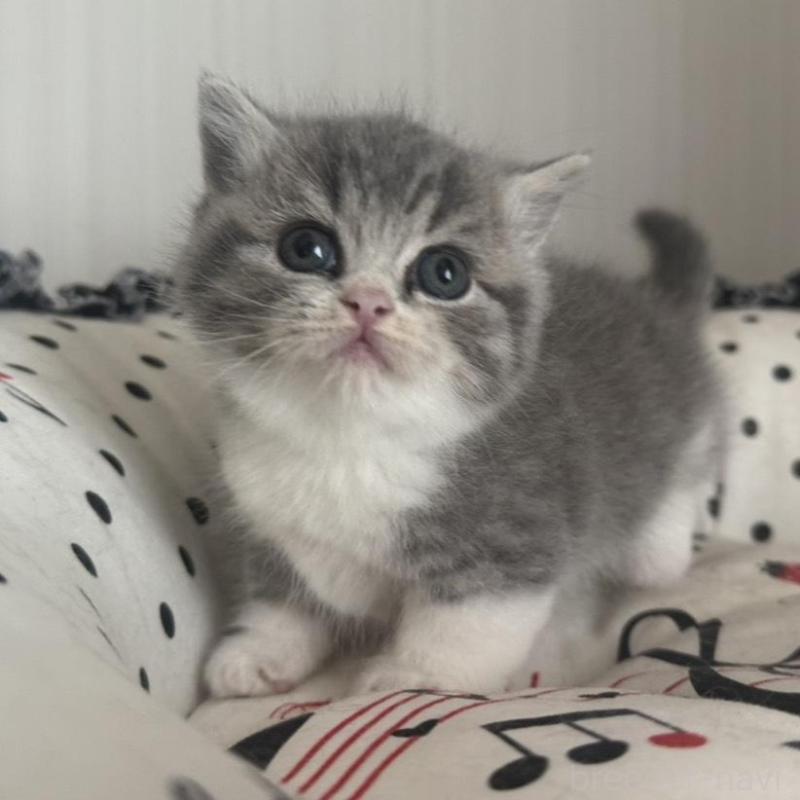 販売中の香川県のマンチカン(短足)-133075の4枚目