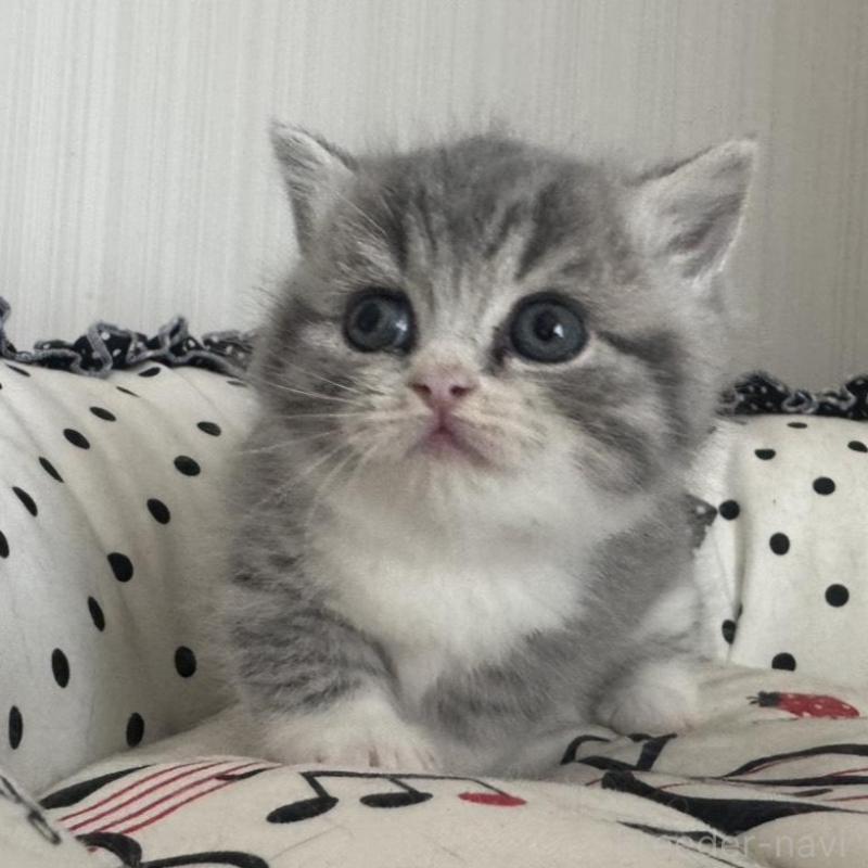 販売中の香川県のマンチカン(短足)-133075の3枚目