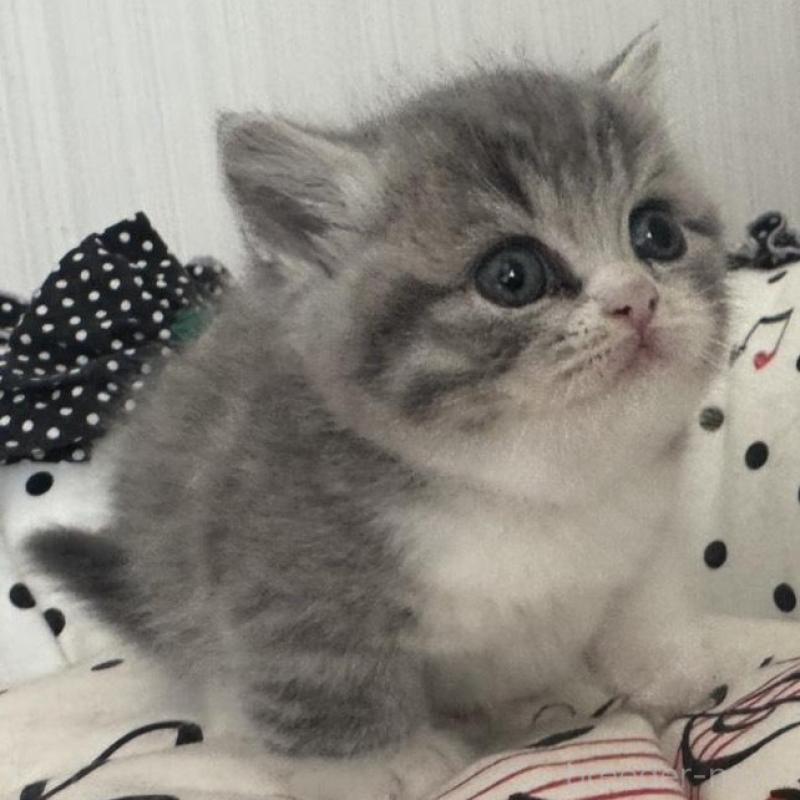 販売中の香川県のマンチカン(短足)-133075の2枚目