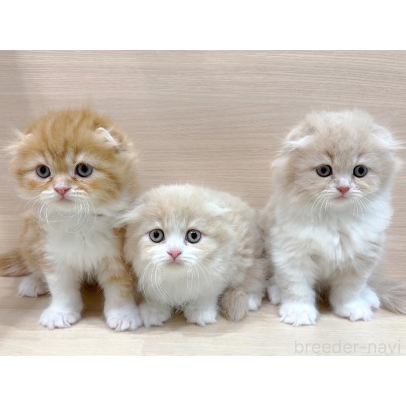 販売中の東京都のスコティッシュフォールド-133077