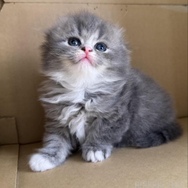 販売中の香川県のマンチカン-133076の7枚目