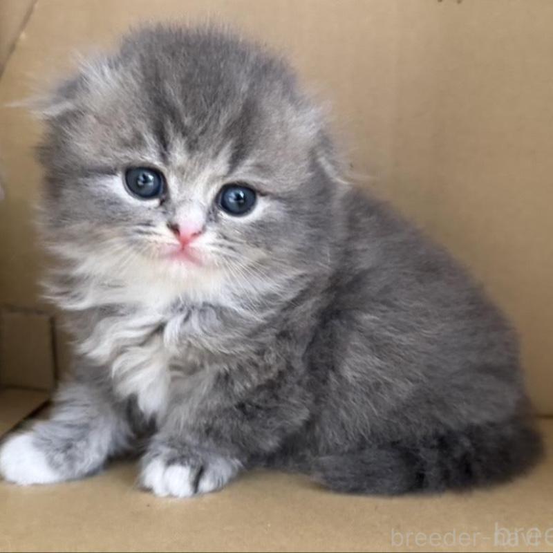 販売中の香川県のマンチカン-133076の1枚目