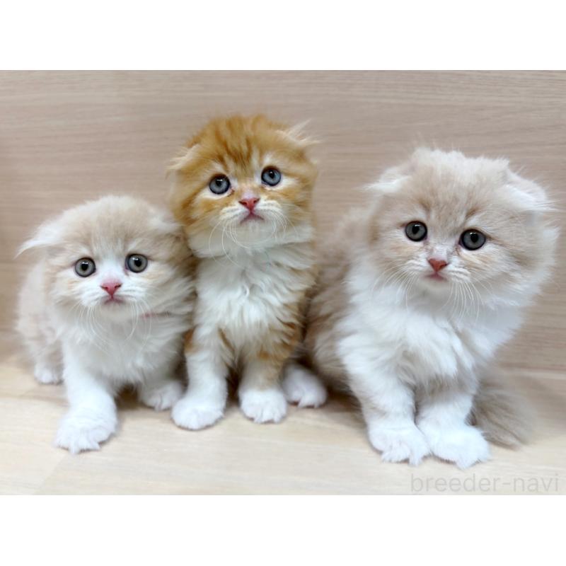 販売中の東京都のスコティッシュフォールド-133077の4枚目