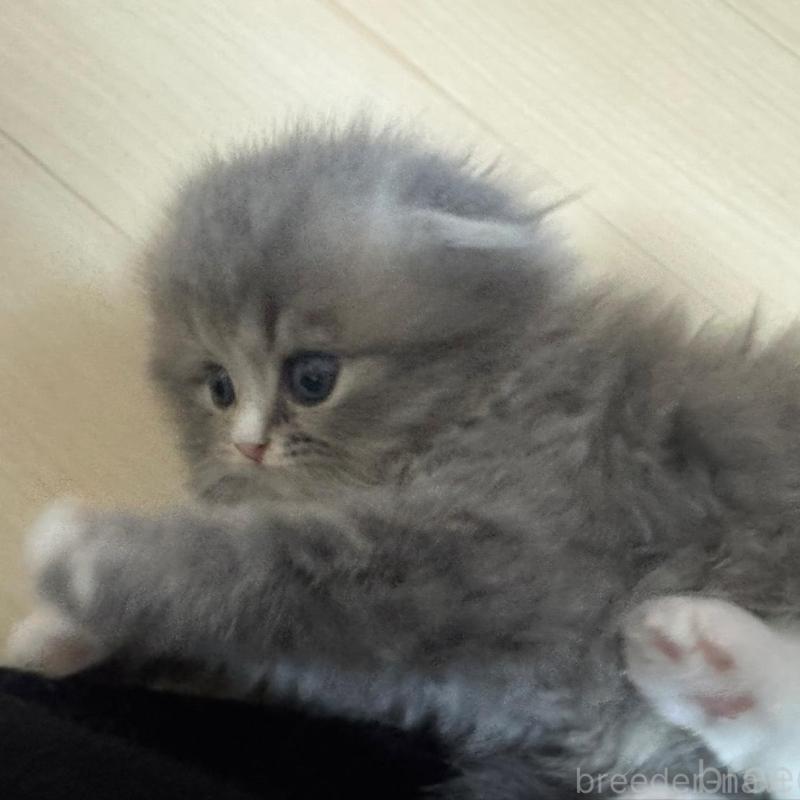 販売中の香川県のマンチカン-133076の6枚目