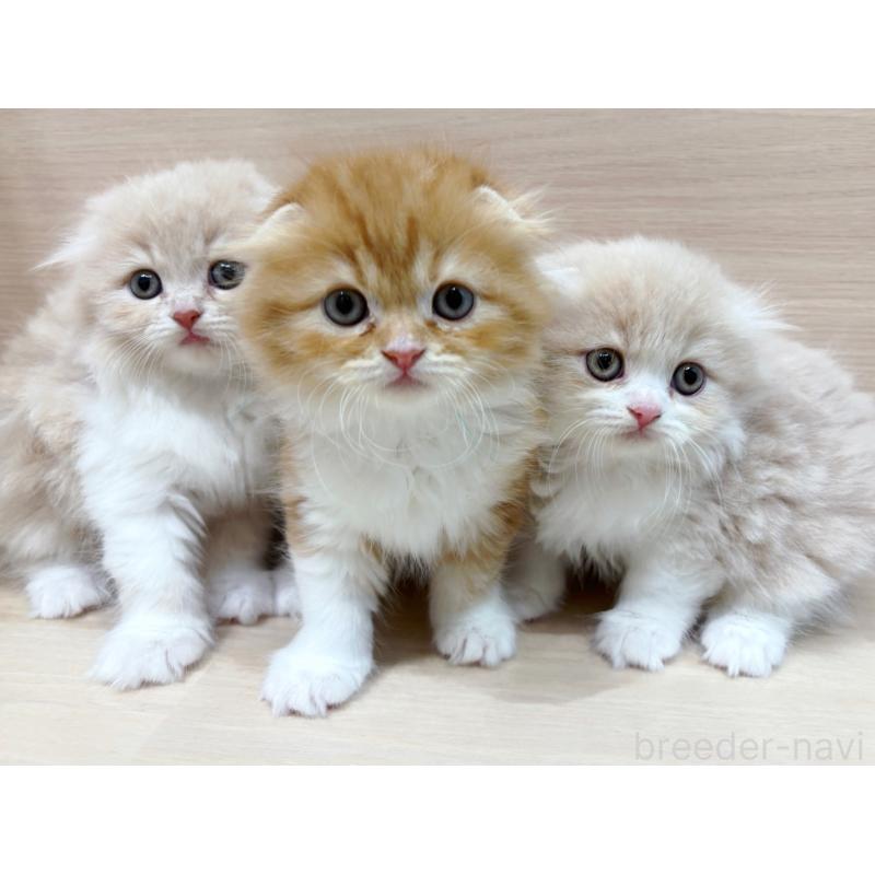 販売中の東京都のスコティッシュフォールド-133077の3枚目