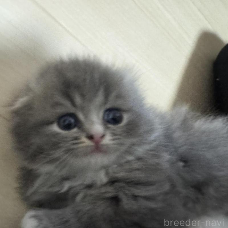 販売中の香川県のマンチカン-133076の5枚目