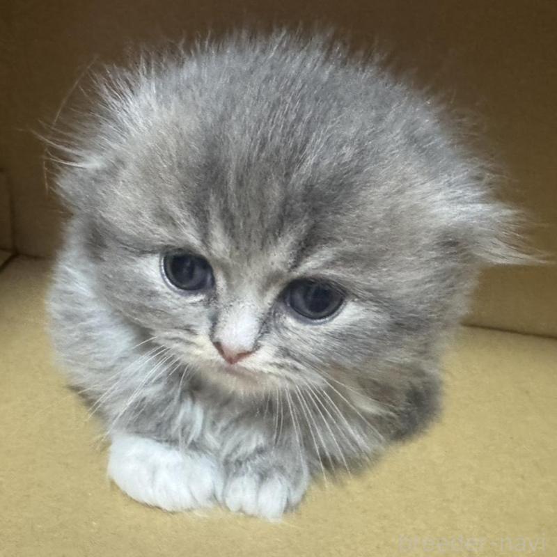 販売中の香川県のマンチカン-133076の4枚目