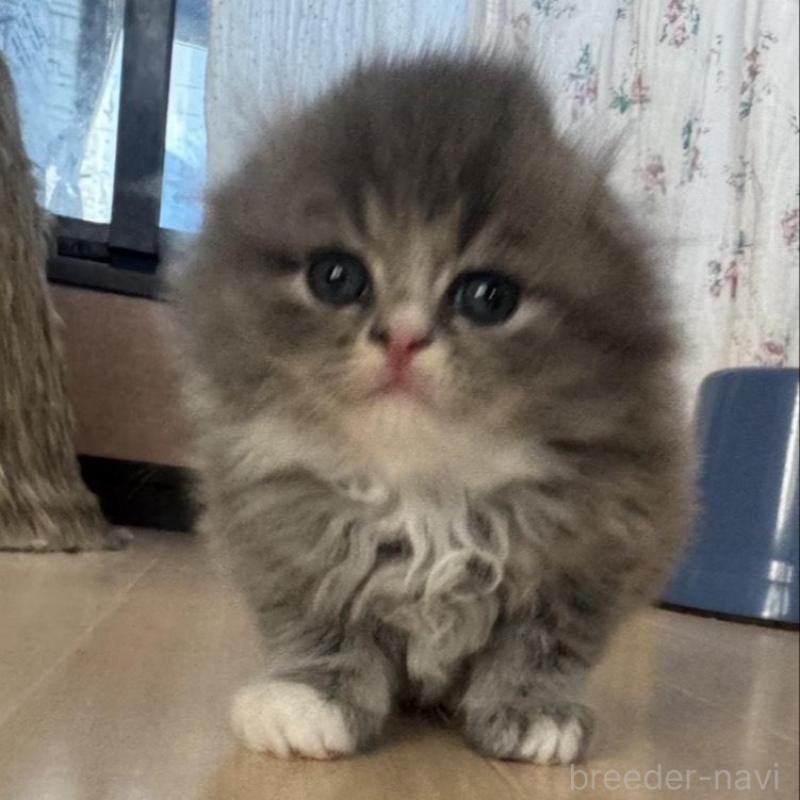 販売中の香川県のマンチカン-133076の3枚目