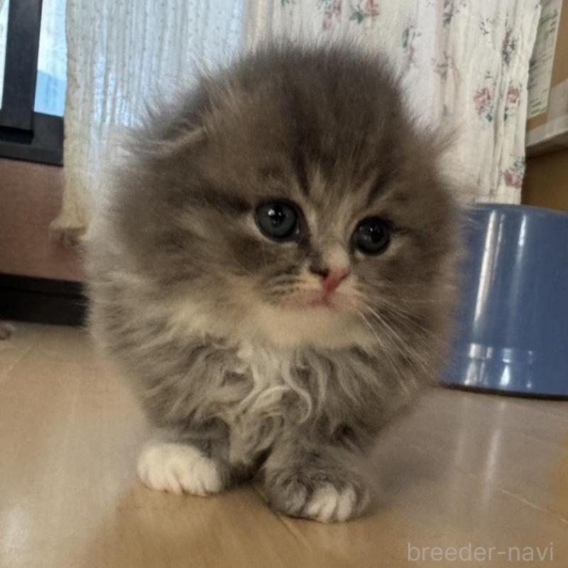 販売中の香川県のマンチカン-133076の2枚目