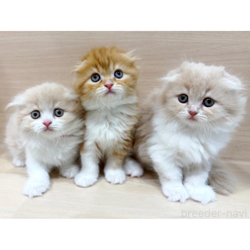 販売中の東京都のスコティッシュフォールド-133077の2枚目