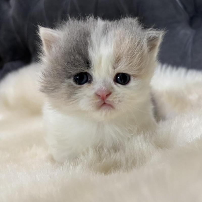 販売中の鹿児島県のマンチカン(短足)-133079の1枚目