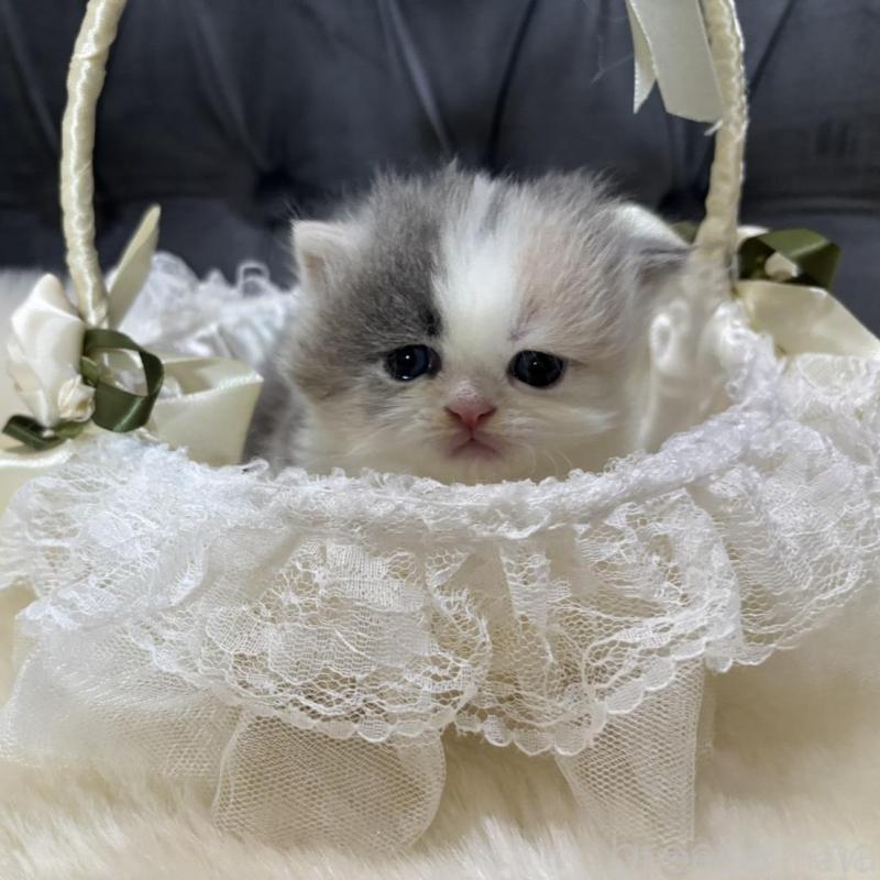 販売中の鹿児島県のマンチカン(短足)-133079の6枚目