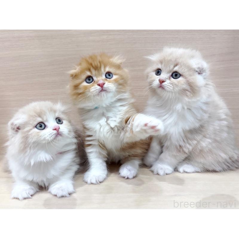 販売中の東京都のスコティッシュフォールド-133078の5枚目