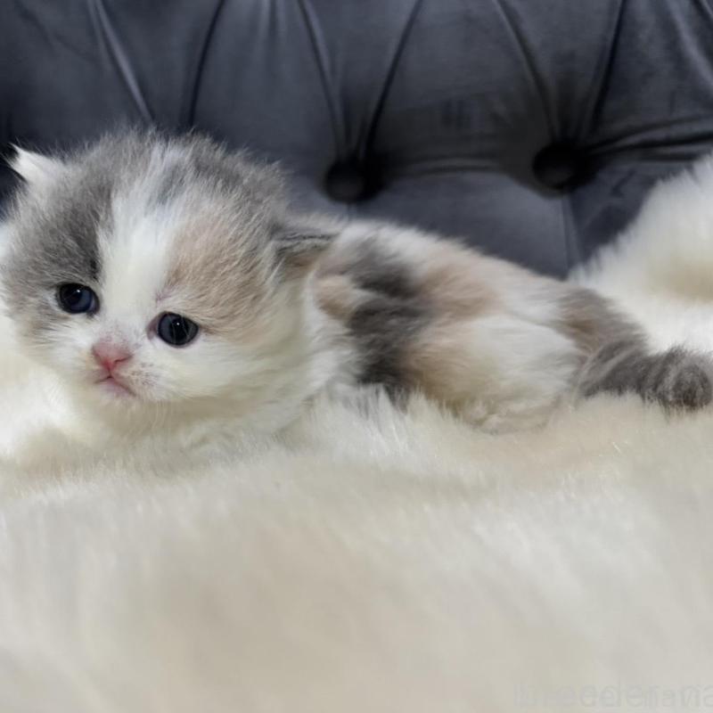 販売中の鹿児島県のマンチカン(短足)-133079の5枚目