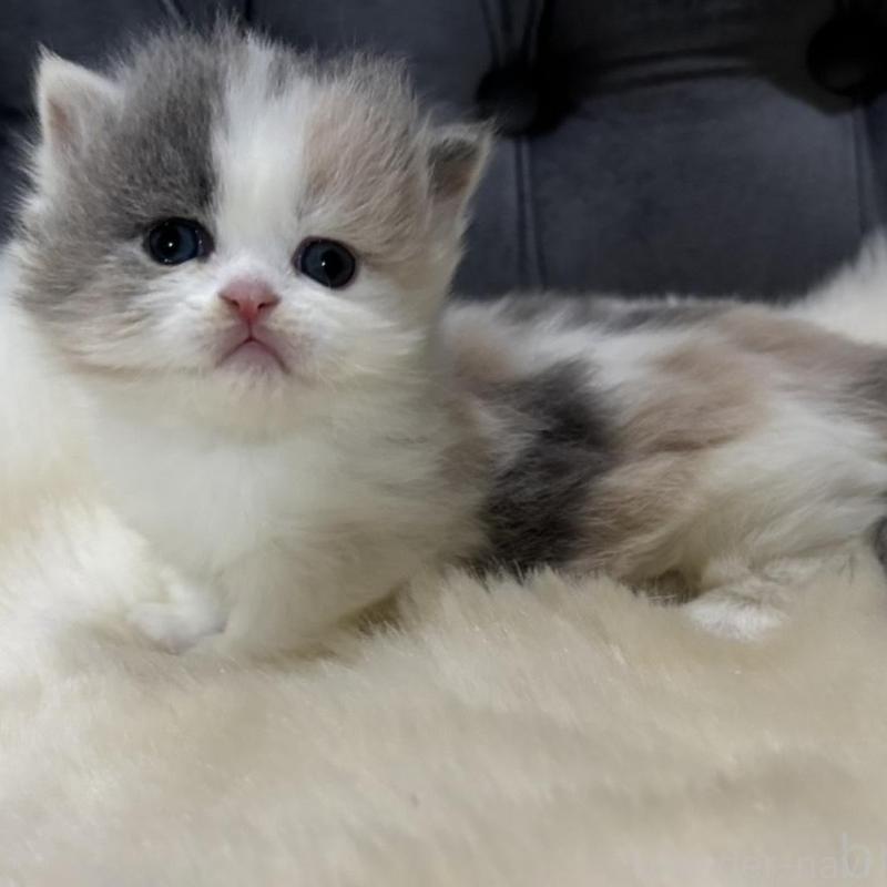 販売中の鹿児島県のマンチカン(短足)-133079の4枚目