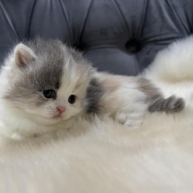 販売中の鹿児島県のマンチカン(短足)-133079の3枚目